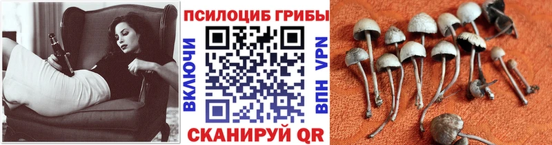Псилоцибиновые грибы Cubensis  закладка  Янаул 